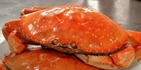 Nanaimoζ䱦зDungeness Crab