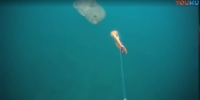 巨型Hulibut（大比目鱼）水下咬钩的视频
