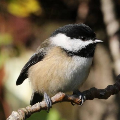 1-BLACK-CAPPED CHICKADEE.jpg