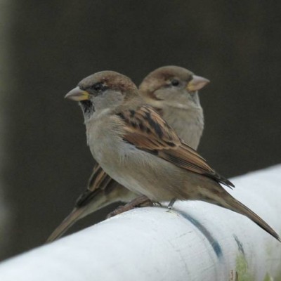 2-HOUSE SPARROW.jpg