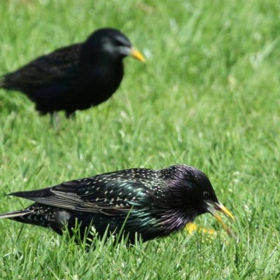 3-EUROPEAN STARLING.jpg