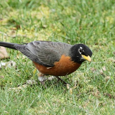 5-AMERICAN ROBIN.jpg