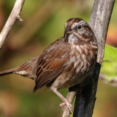 6-SONG SPARROW.jpg