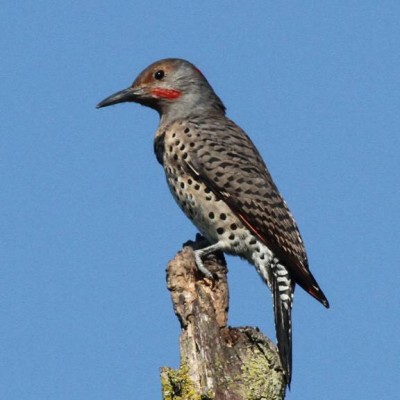 7-NORTHERN FLICKER.jpg