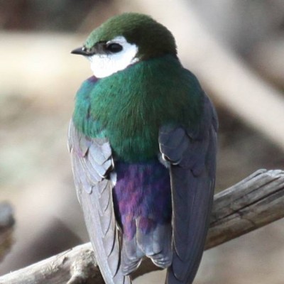 8-VIOLET-GREEN SWALLOW.jpg