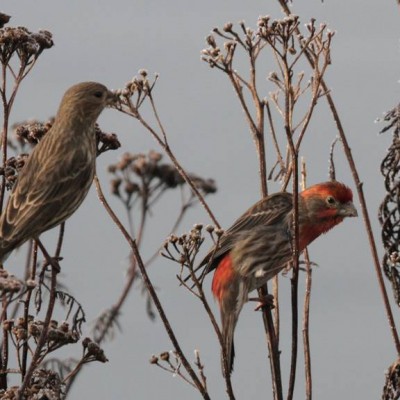 9-HOUSE FINCH.jpg