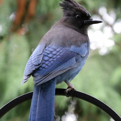 12-STELLERS JAY.jpg