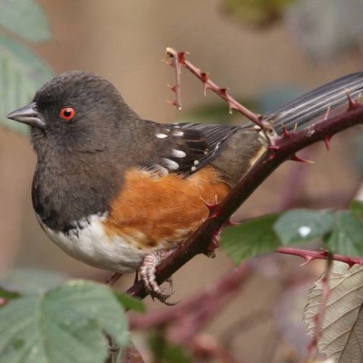 13-SPOTTED TOWHEE.jpg