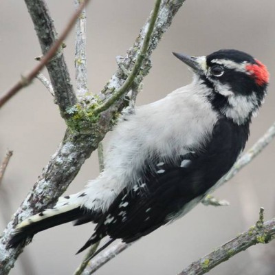 14-DOWNY WOODPECKER.jpg