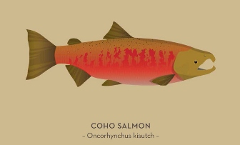 psf-coho.jpg