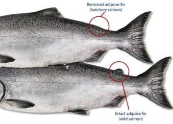 wild coho vs hatchery coho two_fins.jpg