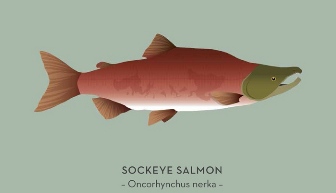 psf-sockeye.jpg