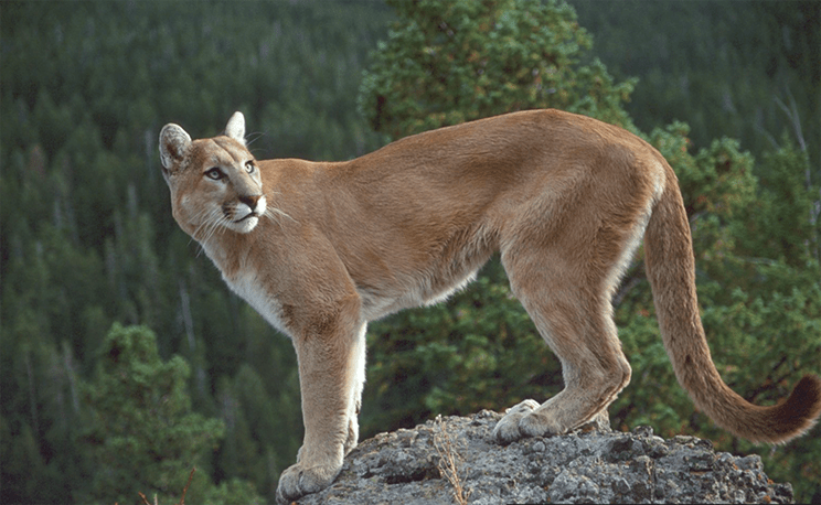 cougar.png