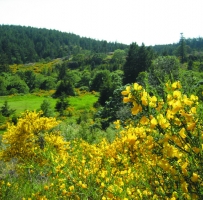 ȸ (Scotch Broom)