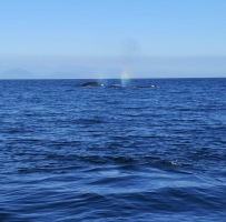 温哥华岛Entrance Island附近偶遇一群灰鲸！!