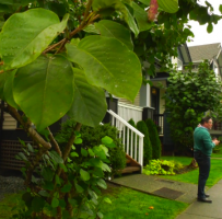 素里居民修剪自家门前树被罚3千加元！