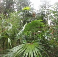 盐泉岛上的“热带雨林”