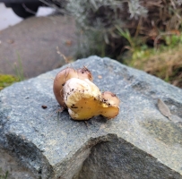 今天采到一种新蘑菇