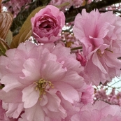 �߽�ӣ��ʢ���ļ���