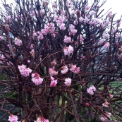 ������ǰ����