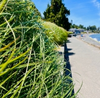 Parksville ̲Сϵʫ
